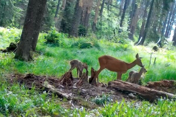 Spectacolul naturii în Parcul Natural Apuseni. Căprioară cu doi pui, surprinși în habitatul lor