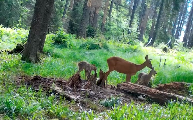Spectacolul naturii în Parcul Natural Apuseni