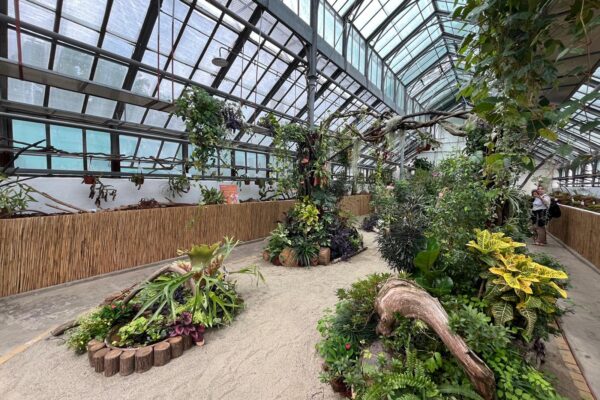 S-a deschis expoziția de plante carnivore la Grădina Botanică Cluj! Peste 50 de specii așteaptă să fie descoperite