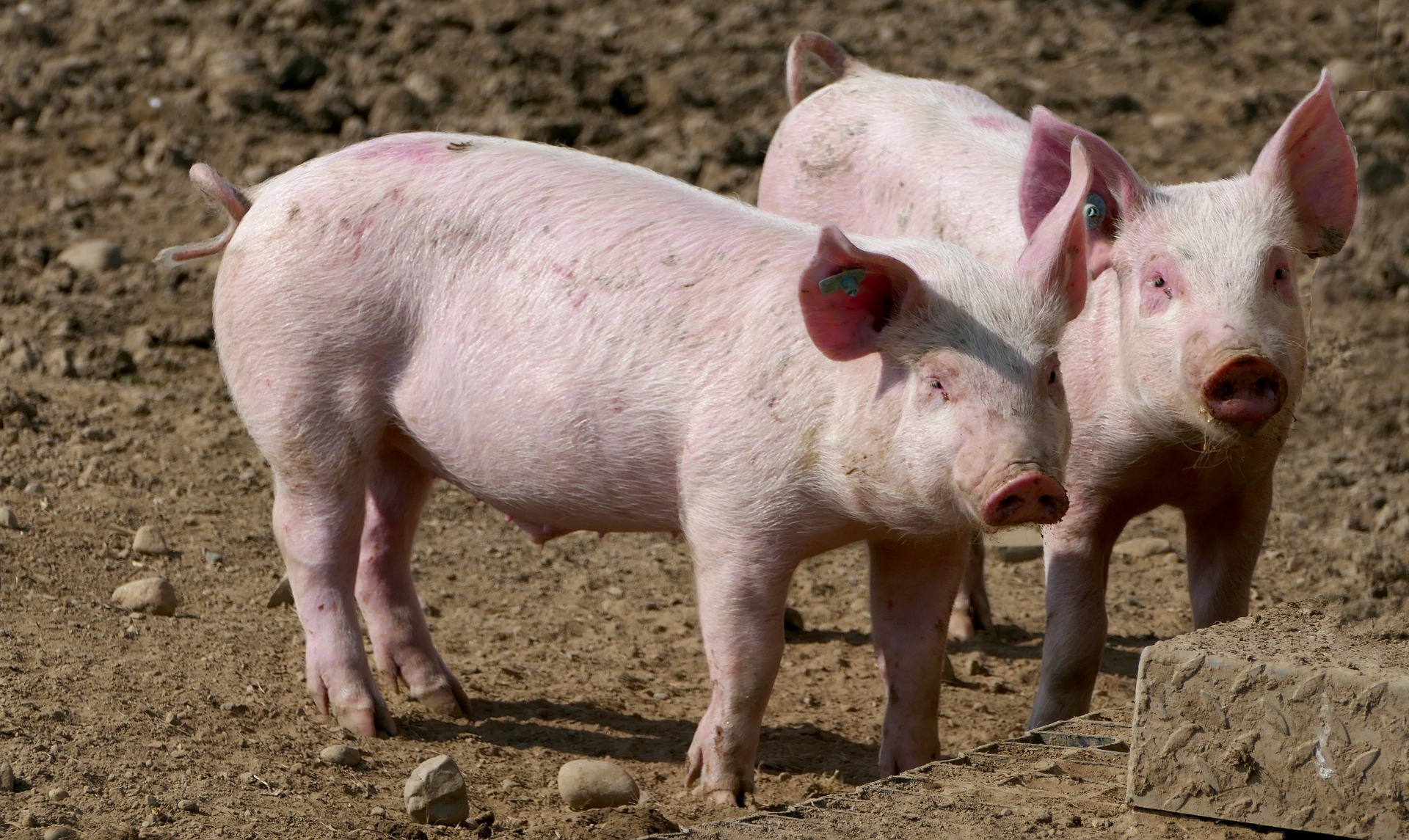 Focar de pestă porcină descoperit într-o comună din județul Cluj