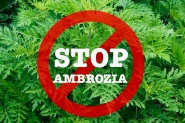 Semnal de alarmă tras de Prefectura Cluj cu privire la ambrozia care sufocă județul