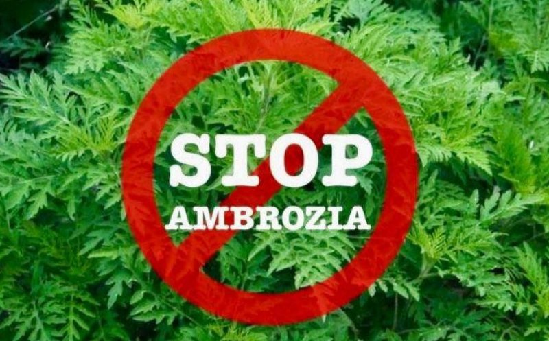Semnal de alarmă tras de Prefectura Cluj cu privire la ambrozia care sufocă județul