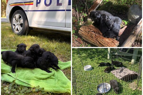 Ce suflet poți avea să faci asta? 6 puiuți de câine aruncați într-o prăpastie în zona lacului Beliș-Fântânele