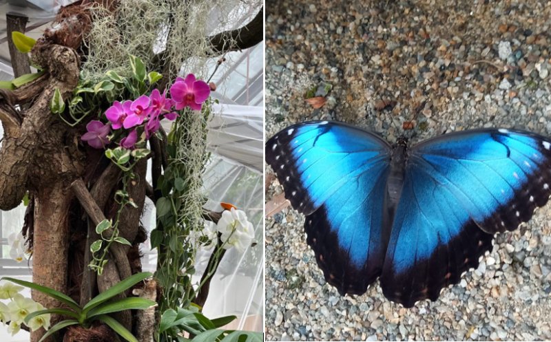 Expoziție inedită de fluturi tropicali, la Grădina Botanică din Cluj
