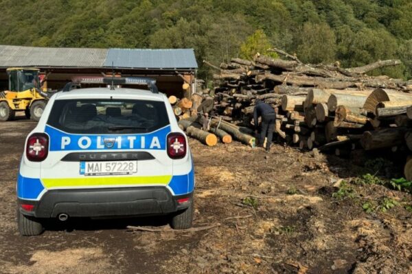Încă o lovitură aplicată mafiei lemnului din Cluj