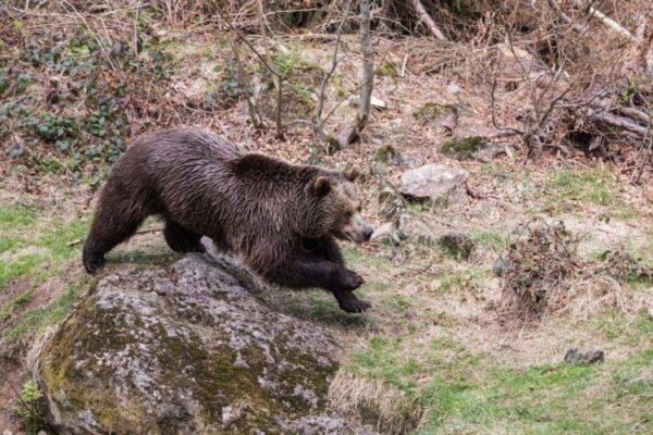 S-a emis RO-ALERT pentru apariția unui urs într-o localitate din Cluj