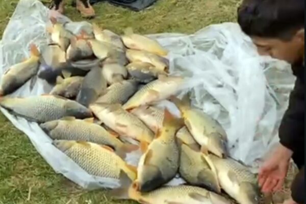 Capturi impresionante pe lacul Filea Mare din Ciurila. Pleci acasă cu zeci de kilograme de pește!