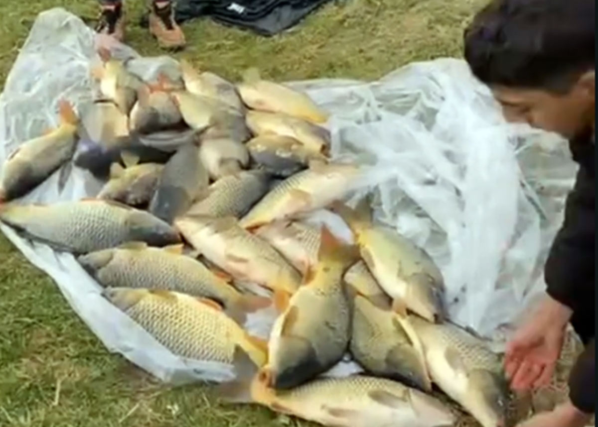 Capturi impresionante pe lacul Filea Mare din Ciurila.