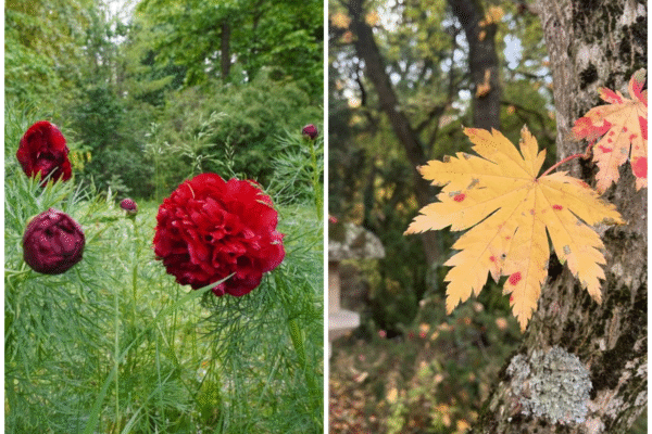 Clujenii sunt așteptați de Ziua Națională la Grădina Botanică