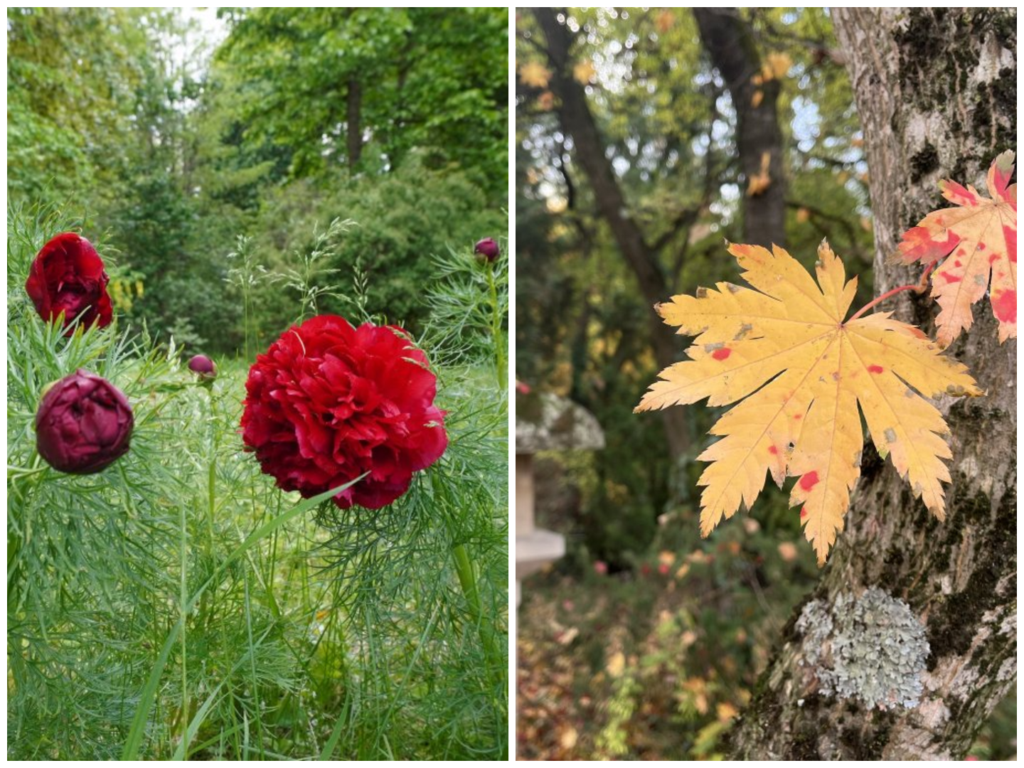 Clujenii sunt așteptați de Ziua Națională la Grădina Botanică