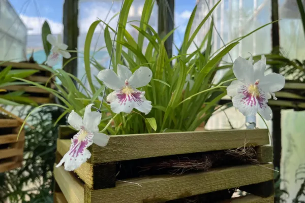 Minunile naturii înflorite la Cluj: o nouă colecție spectaculoasă de orhidee disponibilă pentru clujeni