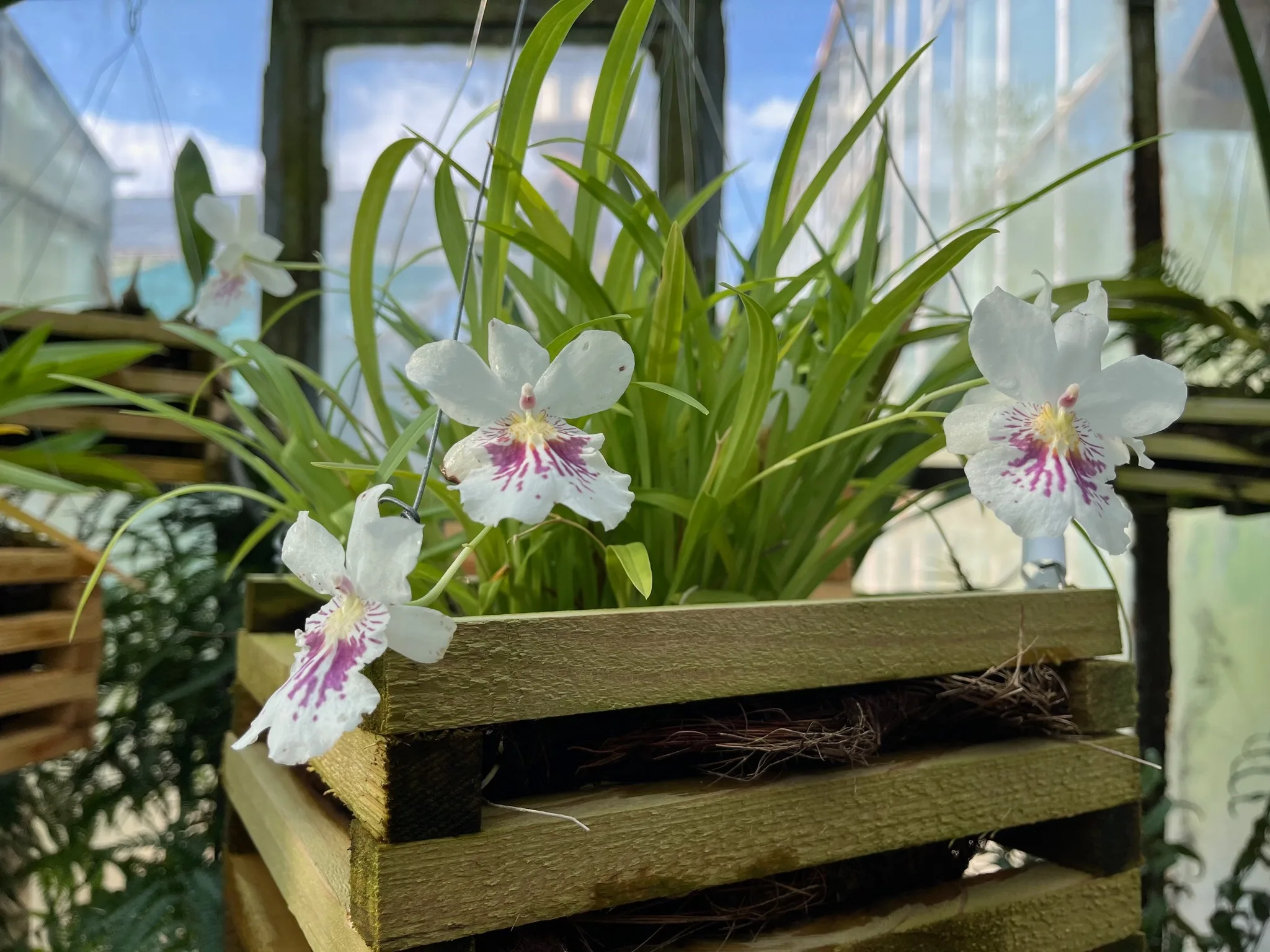 Minunile naturii înflorite la Cluj