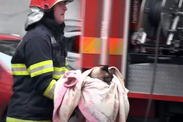 Șase pisici salvate dintr-un apartament în flăcări la Florești. Pompierii clujeni au avut parte de o misiune mai specială