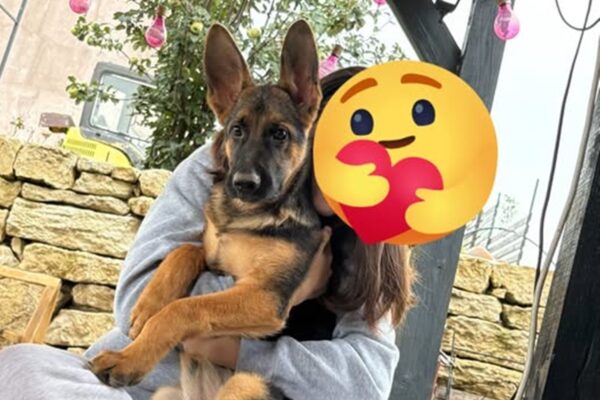 Un clujean oferă o recompensă uriașă pentru găsirea unui câine. Suma este de-a dreptul impresionantă