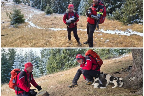 Misiune cu final fericit pe munte. Doi cățeluși salvați cu succes de Salvamont Vlădeasa