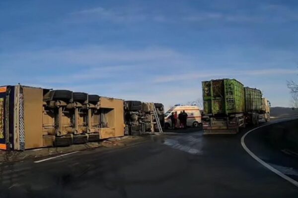 Camion cu 200 de porci răsturnat pe un drum din județul Cluj. Autoritățile au intervenit rapid